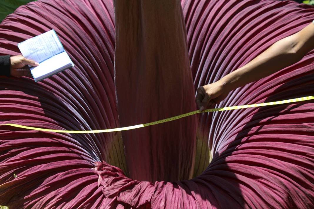 Dünyanın en kötü kokulu 'leş çiçeği' açtı! Kokudan kimse yanına yaklaşamıyor 2